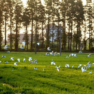 Jiaxing makes progress in eco-protection in 2019
