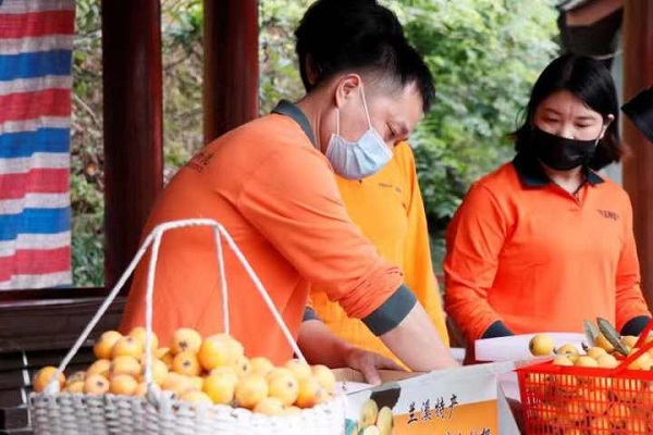 Lanxi loquats hit market