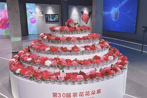 Camellias pave the way for prosperity