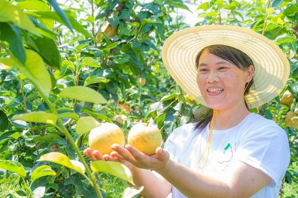 Jinhua hosts pear festival