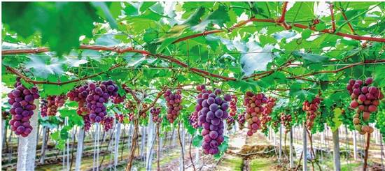 Grape industry brings wealth to Pujiang county