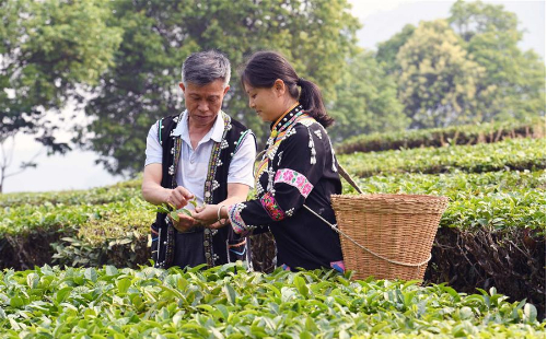 Chinese tea culture flourishes among young generation