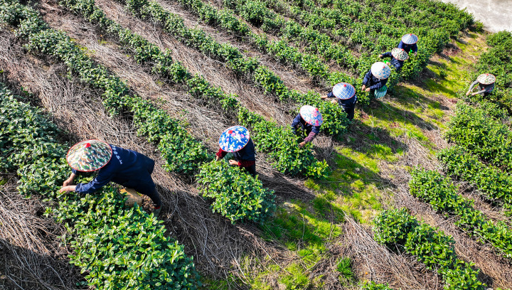 Spring tea picking begins in Wuyi