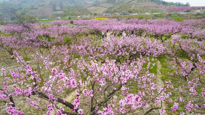 Jinhua Peach Blossom Festival kicks off