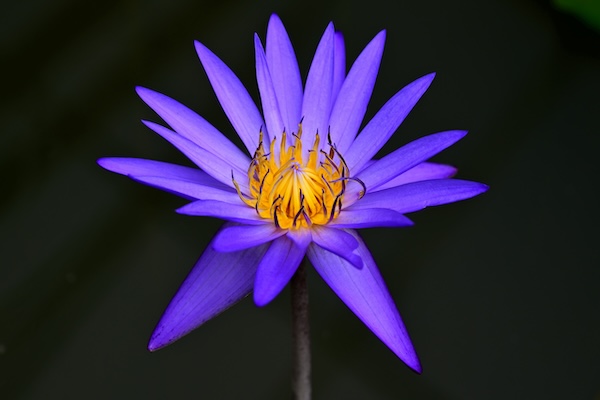 Blooming lotuses and water lilies illuminate summer in Zhejiang