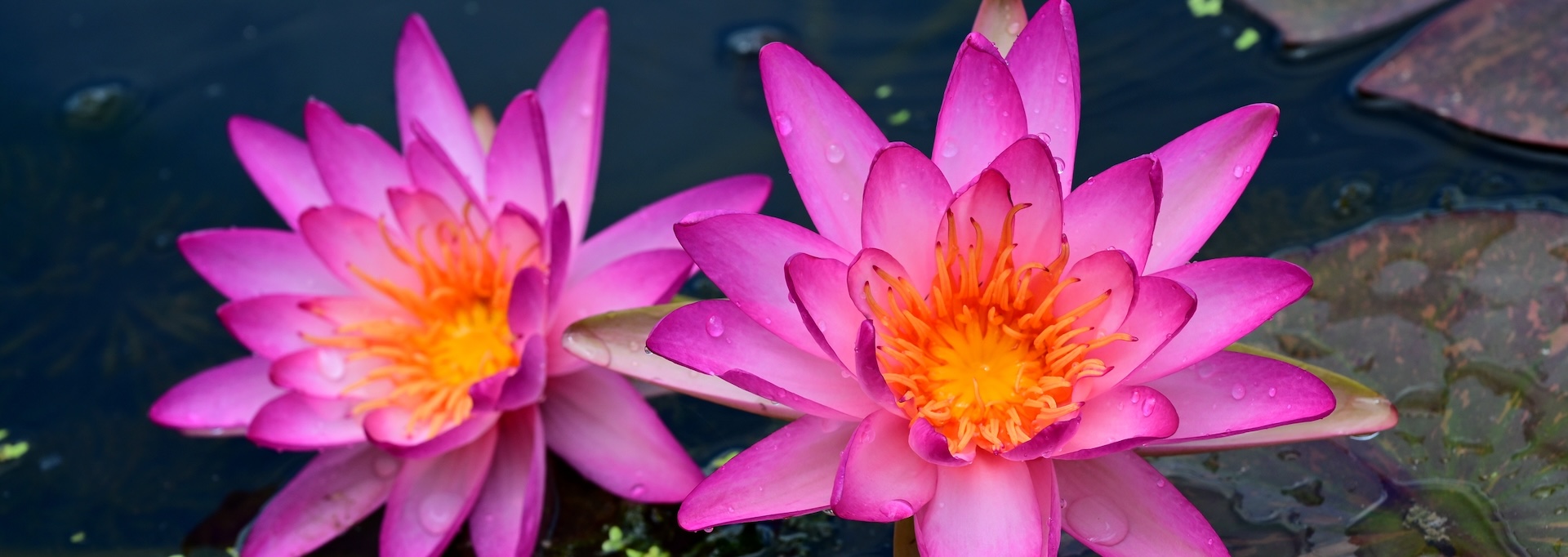 Blooming lotuses and water lilies illuminate summer in Zhejiang