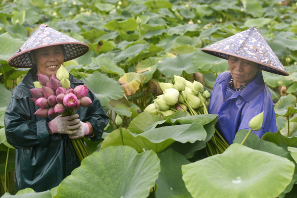 In pics: Lotus flower cultivating a growth sector in Wuyi