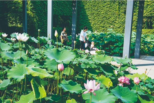 Blooming lotuses thrill visitors at Meiyuan Garden