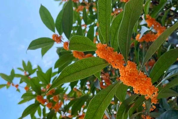 Places to enjoy osmanthus flowers in Jinhua city