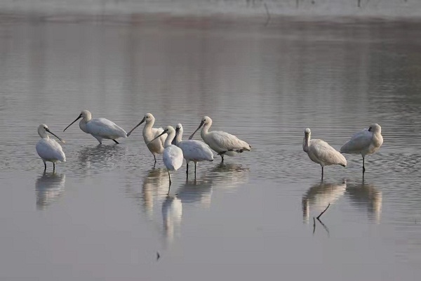 ​8 Eurasian spoonbills spotted in Lanxi