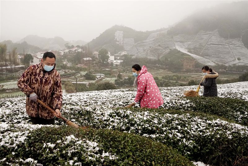 Wuyi tea farmers remove snow to prevent frostbite