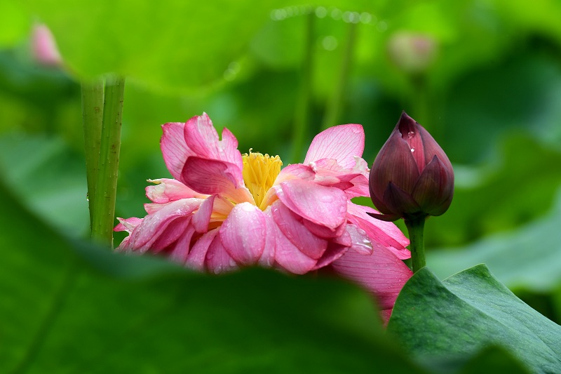 Lotus flowers bloom in Jinhua