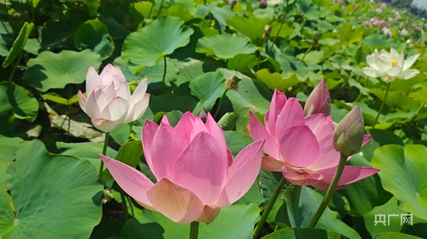 Wuyi-developed lotuses bloom in Xinjiang