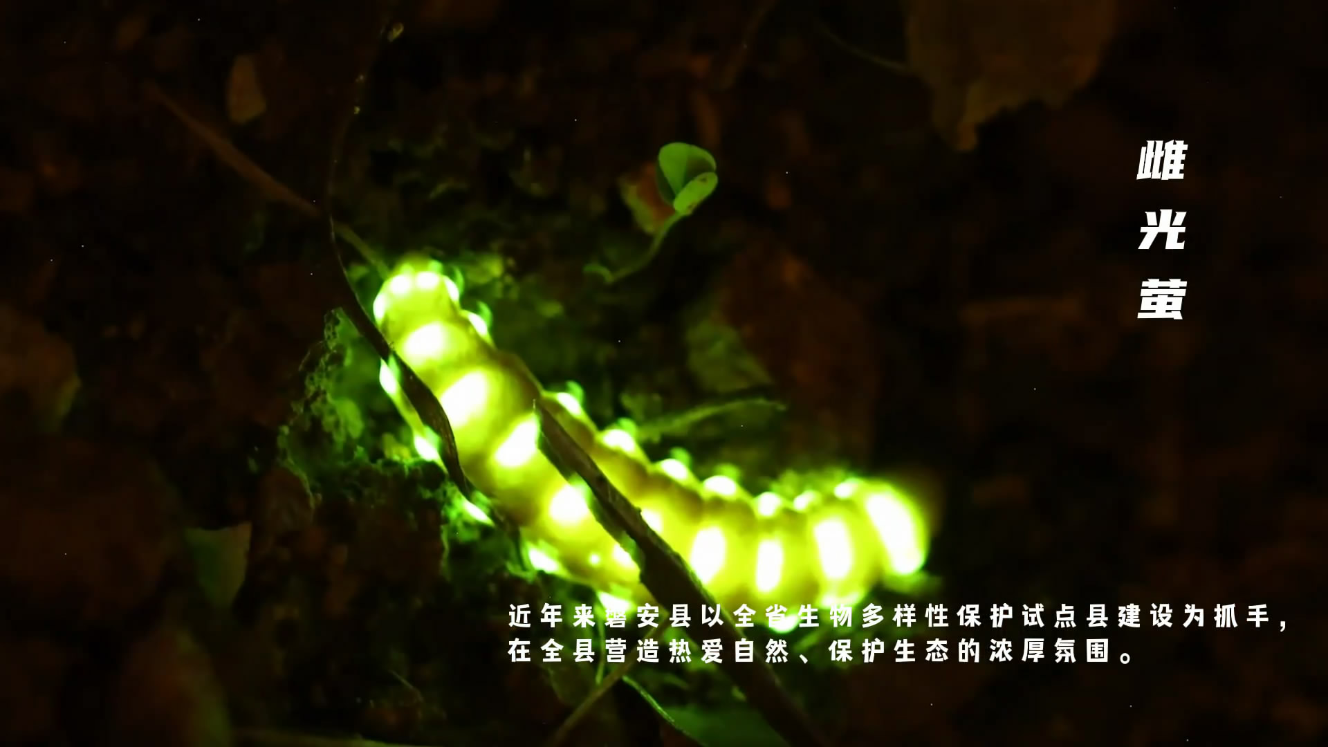 Rare firefly found in Jinhua