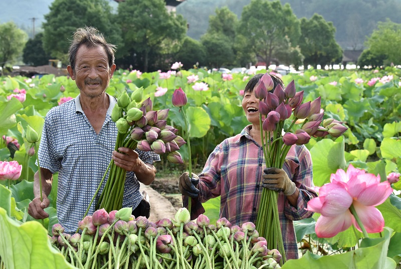 ​Jinhua lotus farmers sell flowers online