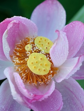 ​Appreciate lotuses in midsummer in Jinhua