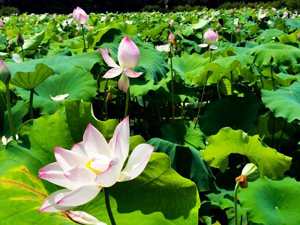 Lotus flowers take center stage in Jinhua