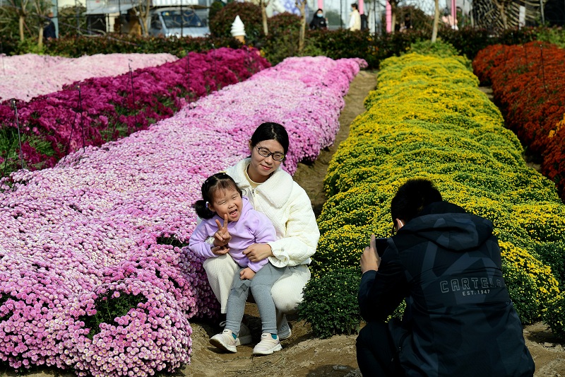 Chrysanthemum cultural festival opens in Jinhua