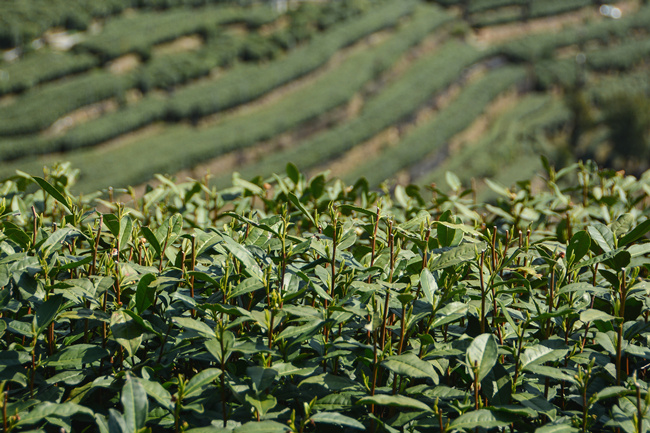 Chinese tea making joins UNESCO list