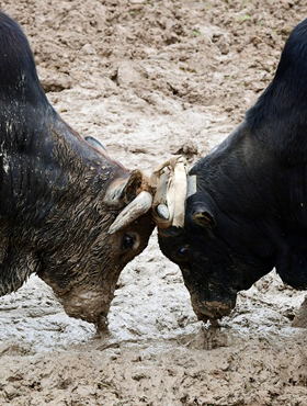Traditional bullfight held in Jinhua