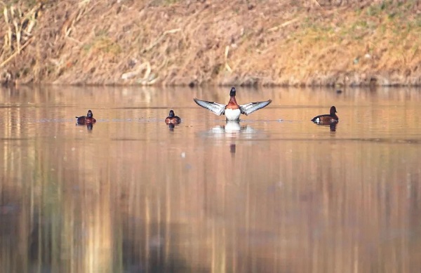 'Panda of birds' seen in Jinhua