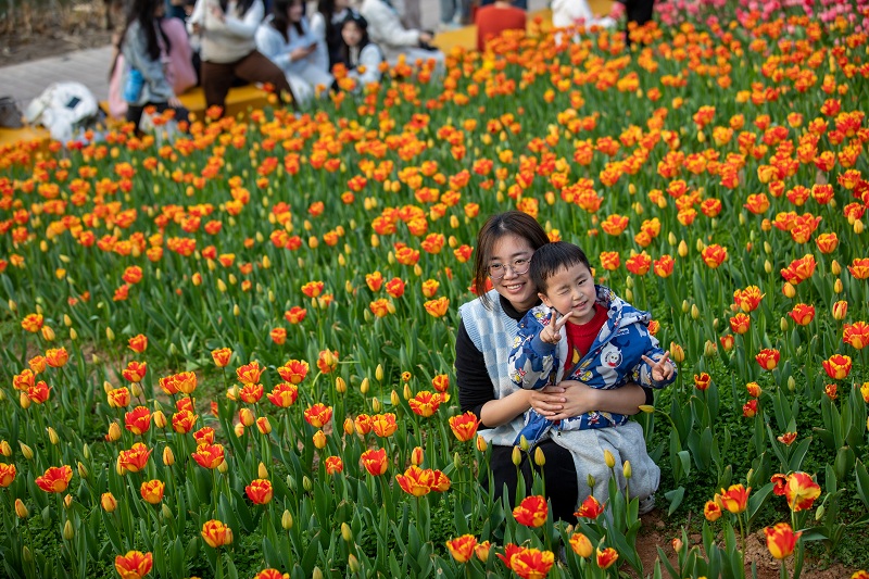 Blooming tulips worth visit in Jinhua park