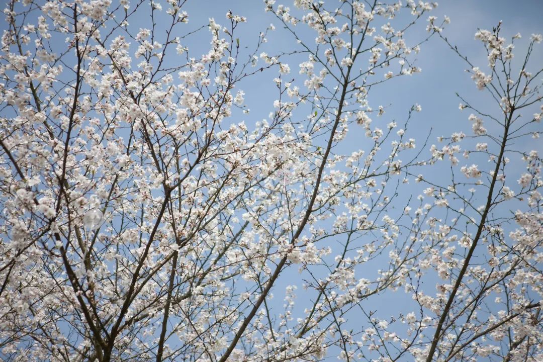 Admire cherry blossoms in Lanhu Lake Resort