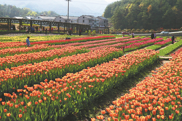Village in Zhejiang flourishes on tulips, peonies