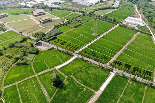 Jinhua site designated Chinese Important Agricultural Heritage System