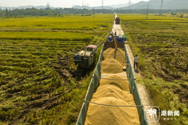 In pics: Jinhua sees rice bumper harvest