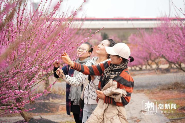 In pics: Plum blossoms in full bloom in Jinhua