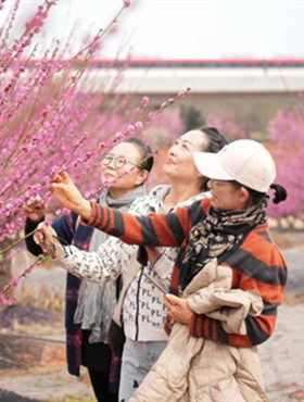 In pics: Plum blossoms in full bloom in Jinhua