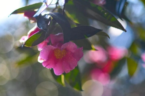 15th Jinhua Camellia Festival to kick off