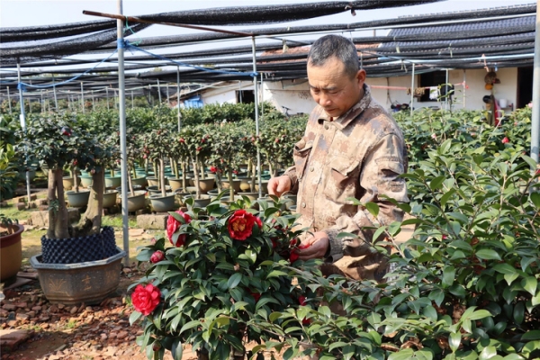 Exploring camellia culture in Wucheng