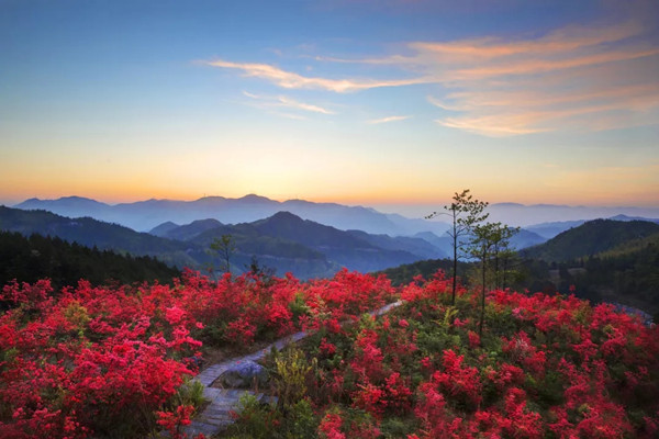 Gaomu Mountain blanketed with azaleas