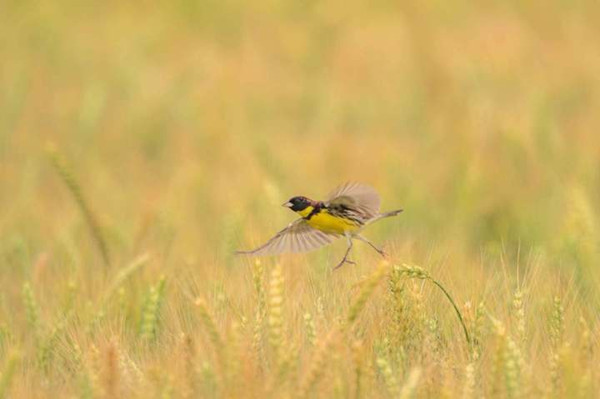 Yellow-breasted bunting spotted in Jinhua