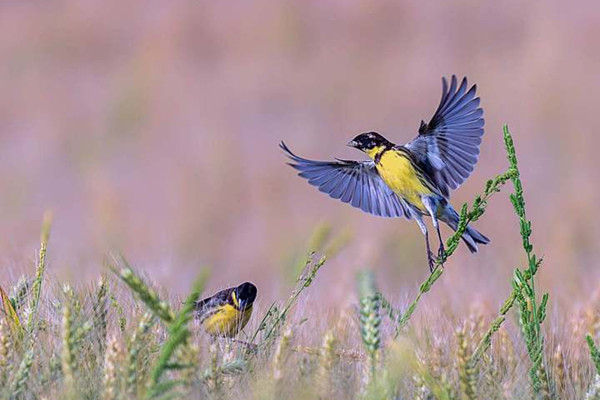 Yellow-breasted bunting sighted in Jinhua