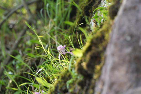 Rare Taiwan Pleione found flourishing in Pan'an