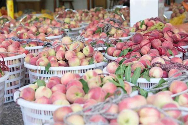 Peaches hit the market in Jinhua