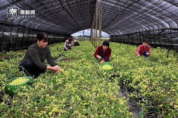 Dendrobium officinale flowers reach peak harvest season in Jinhua