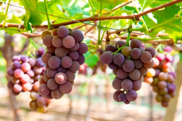 Harvest grapes in Jinhua's Pujiang county