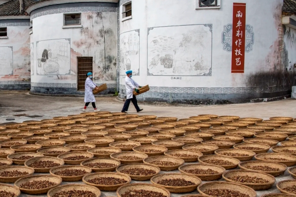 Sun-drying Yiwu jujubes in Jinhua