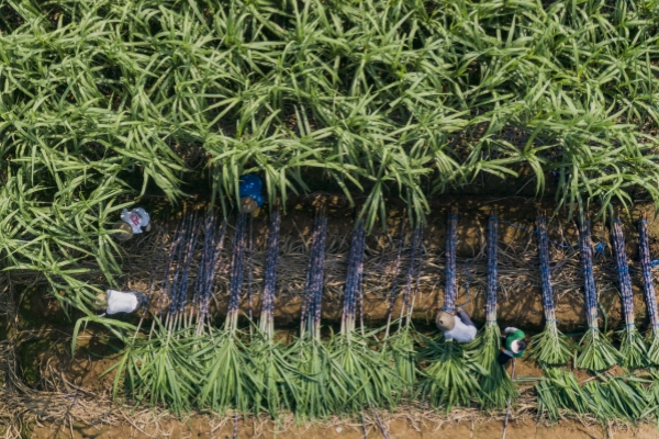 Harvesting sweet sugarcanes in Jinhua's Lanxi