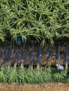 Harvesting sweet sugarcanes in Jinhua's Lanxi