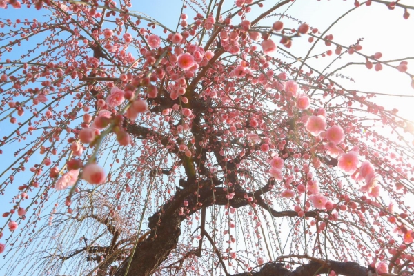 Plum blossoms grace Jinhua with vibrant colors