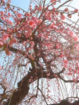 Plum blossoms grace Jinhua with vibrant colors