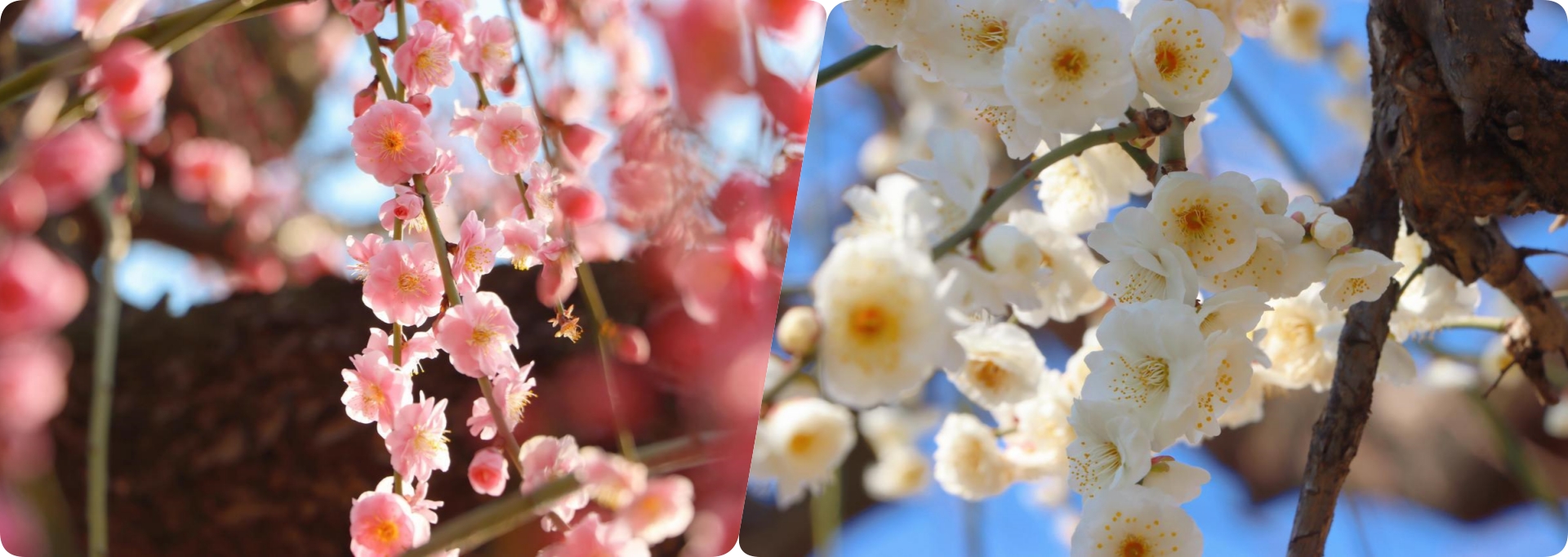 Plum blossoms grace Jinhua with vibrant colors