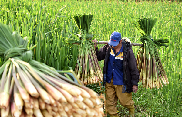 New wild rice stems benefit Jinhua farmers