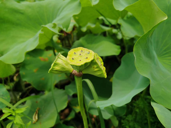 Triplet lotus flowers found in Jinhua