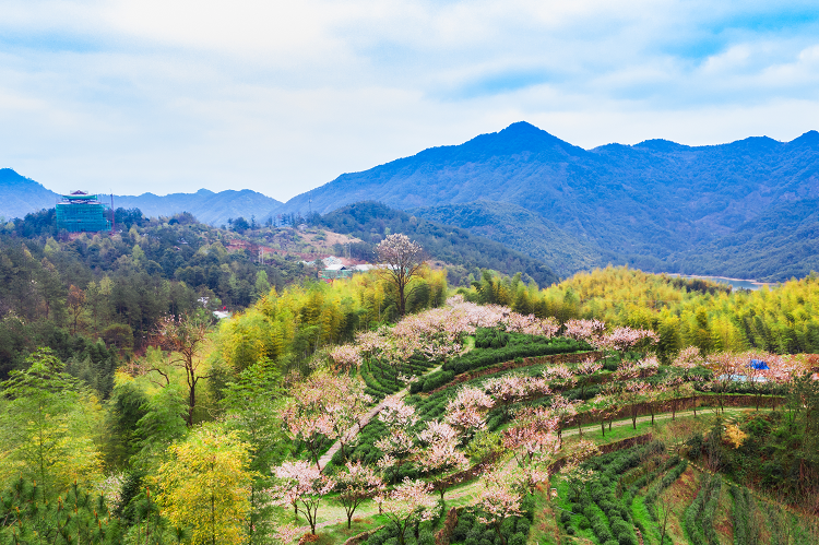 In pictures: cherry blossoms in Jinhua